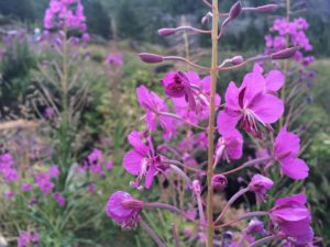 Small Flowered Willow Herb