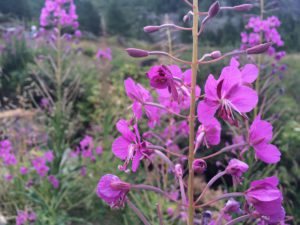 Small Flowered Willow