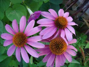 Echinacea Supplement