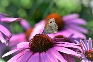 Echinacea Flower